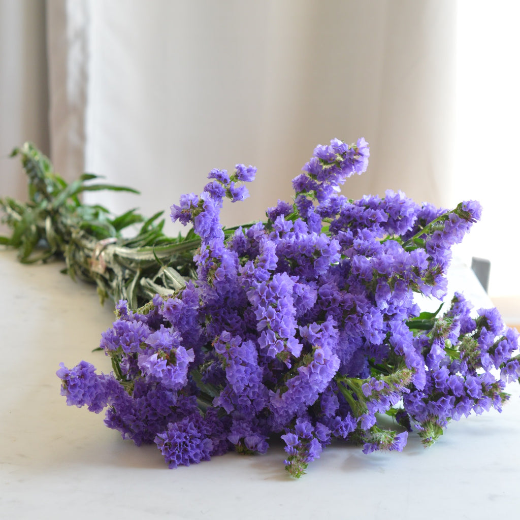 Purple Statice Bunch | Club Botanic | Violet Statice Bunch | Bunch of Statice | Bunch of Purple Statice | Bunch of Violet Statice | Statice Stems | Purple Statice Stems | Violet Statice Stems 
